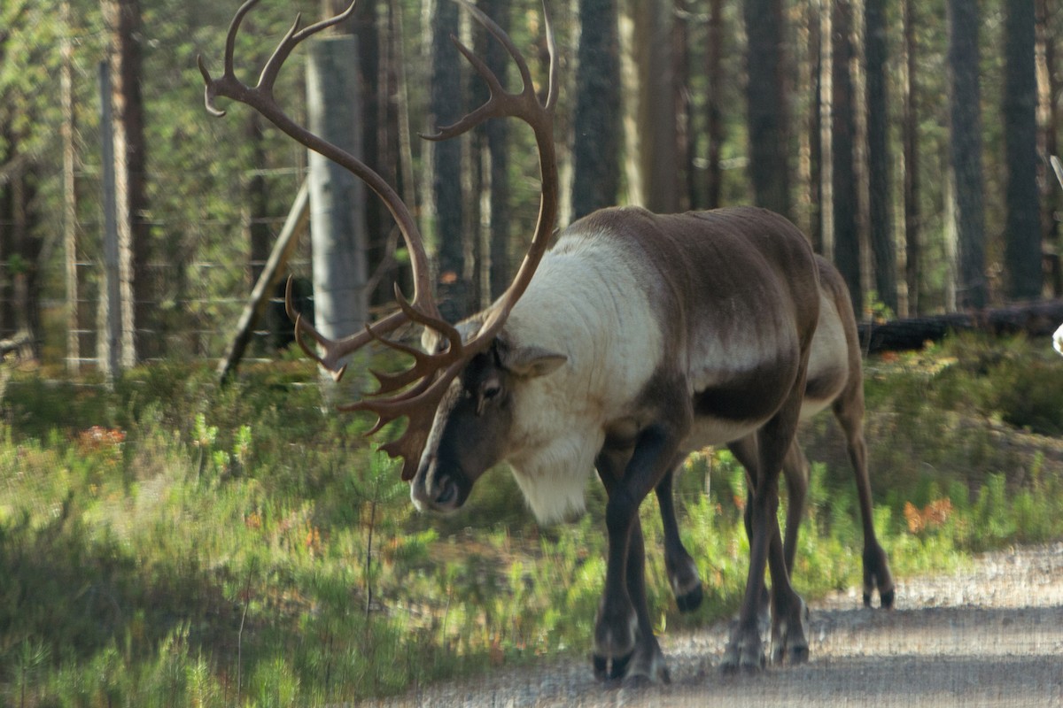 Wild Forest Reindeer - ML643325089