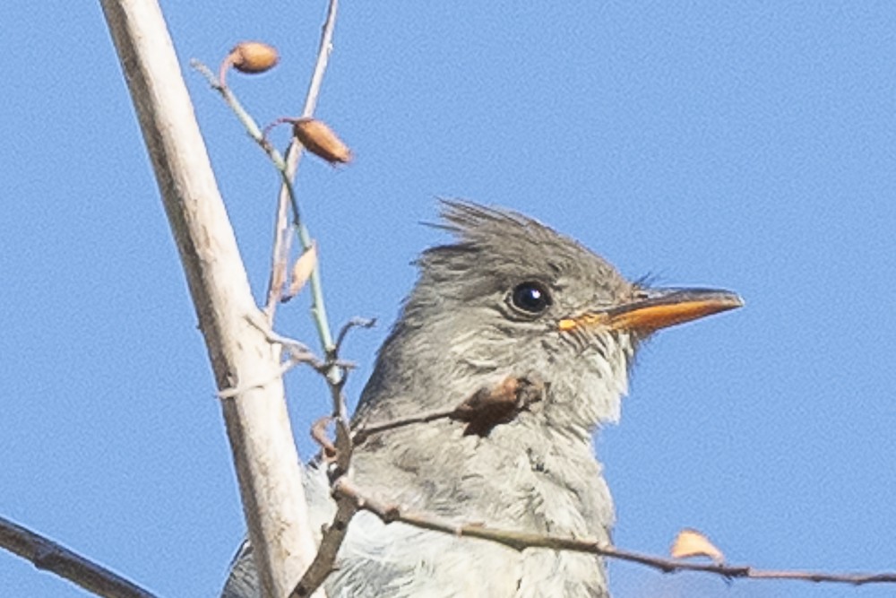 Greater Pewee - ML643325095
