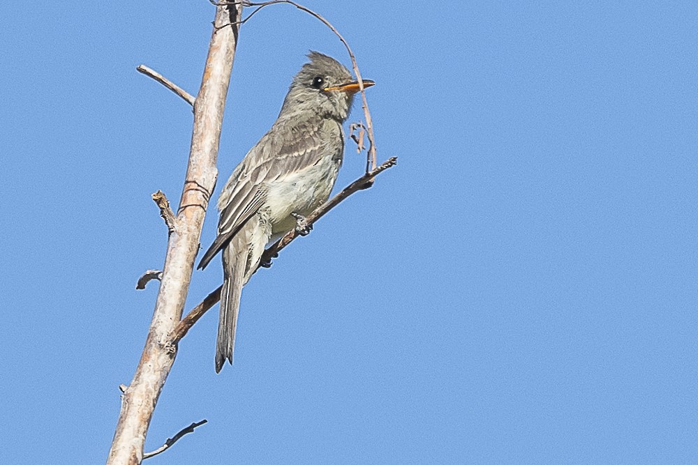 Greater Pewee - ML643325098