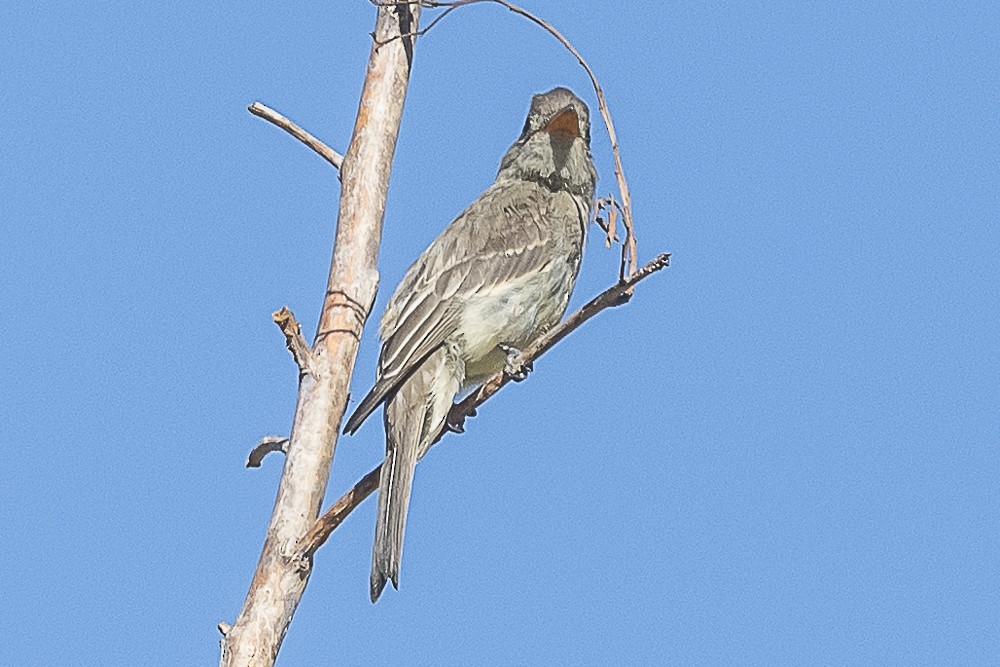 Greater Pewee - ML643325099