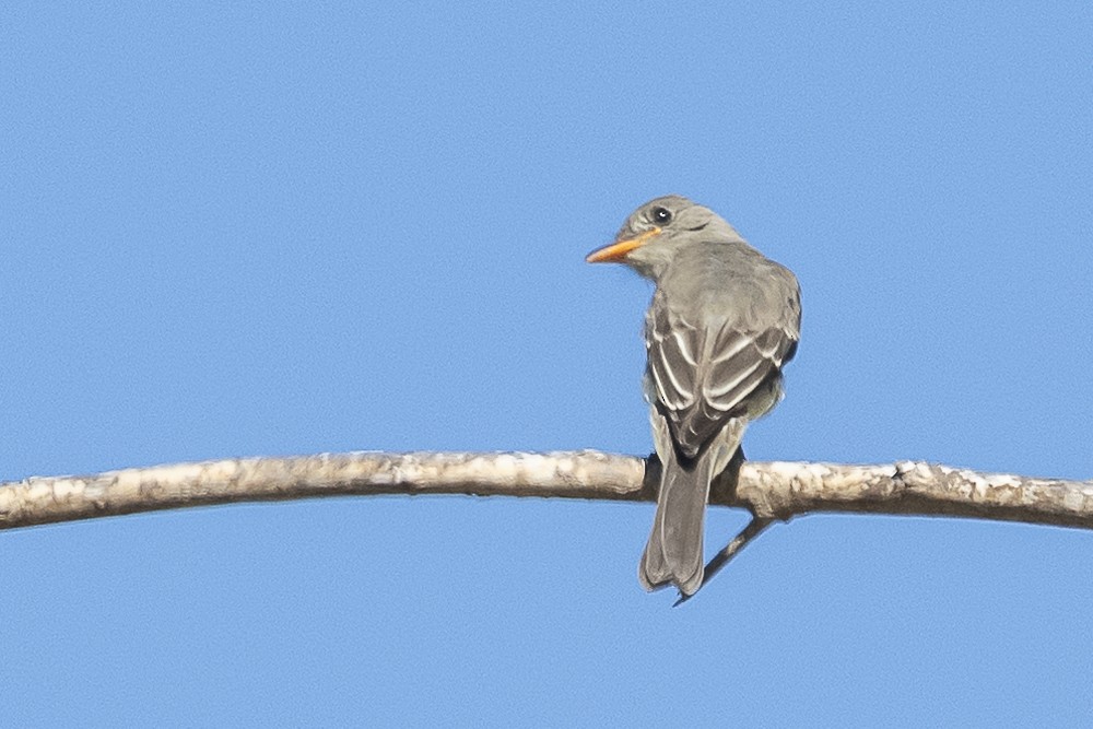 Greater Pewee - ML643325100
