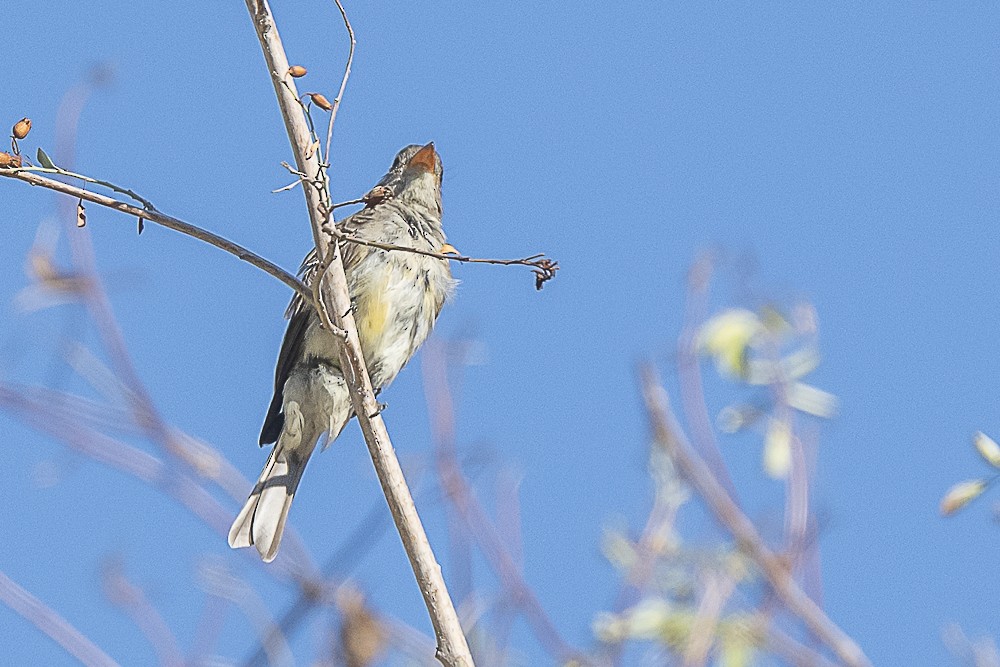Greater Pewee - ML643325103