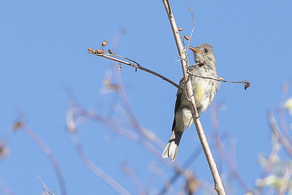 Greater Pewee - ML643325104
