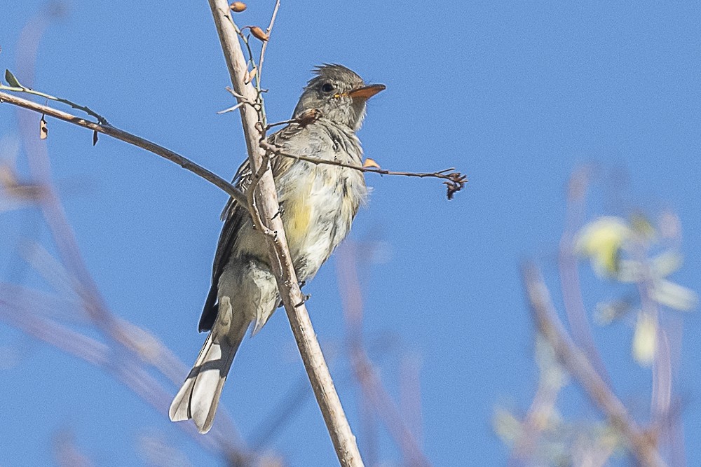 Greater Pewee - ML643325105