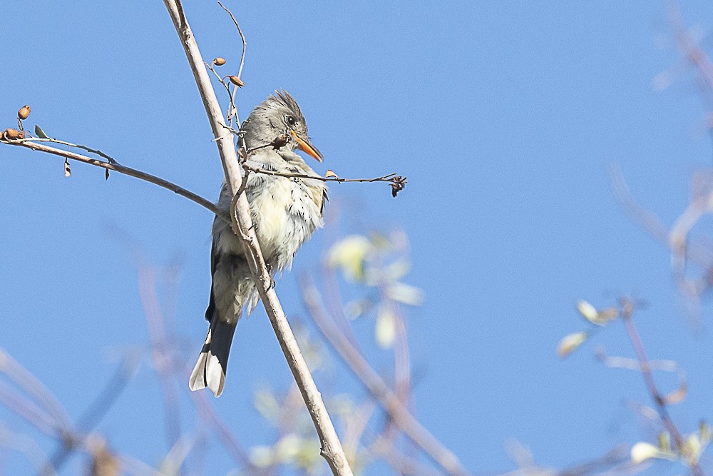Greater Pewee - ML643325106