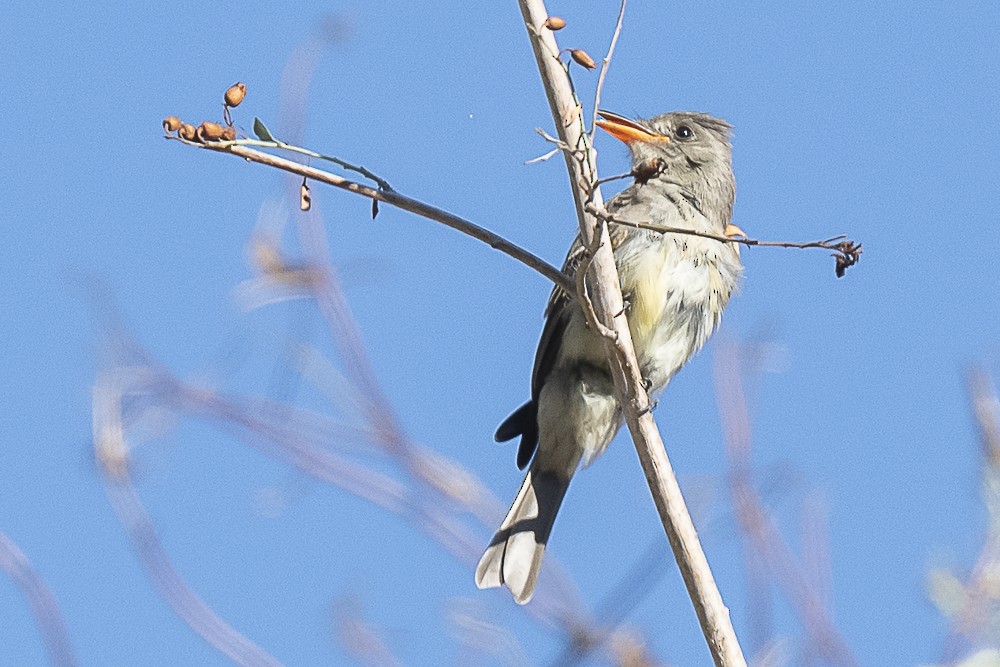 Greater Pewee - ML643325107