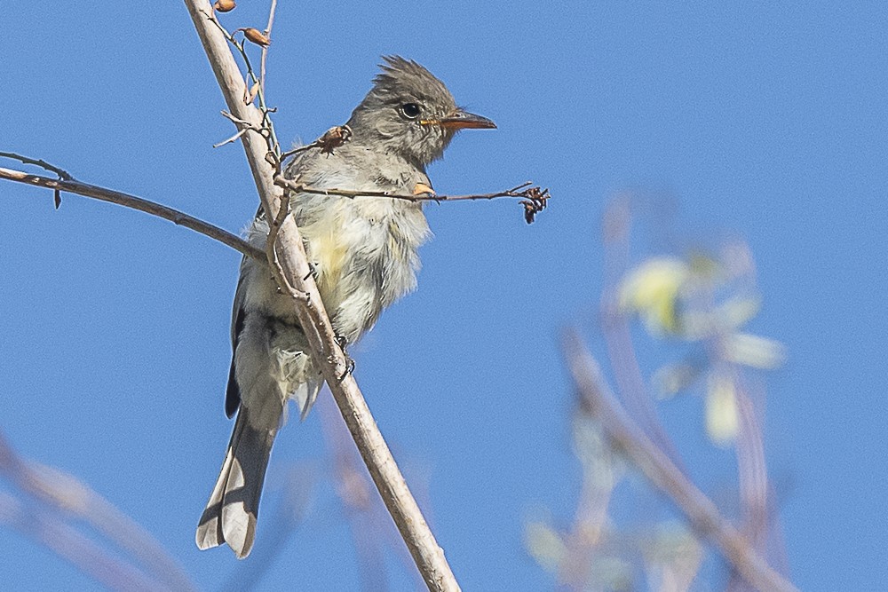 Greater Pewee - ML643325108