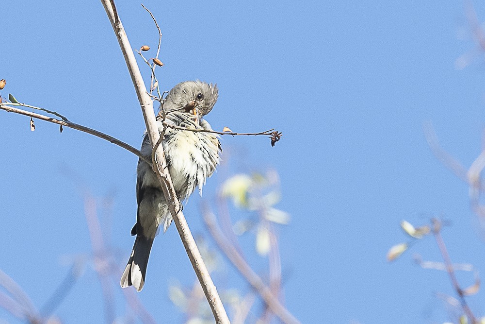 Greater Pewee - ML643325109