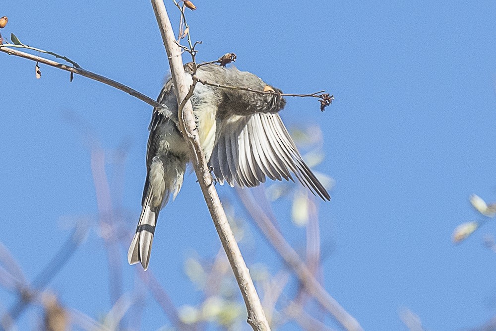 Greater Pewee - ML643325110