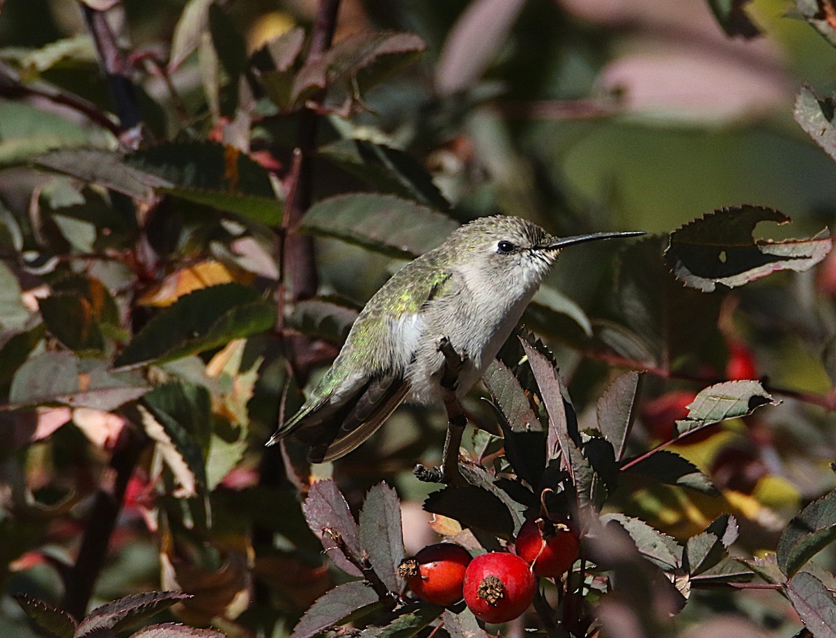 Costa's Hummingbird - ML643325123