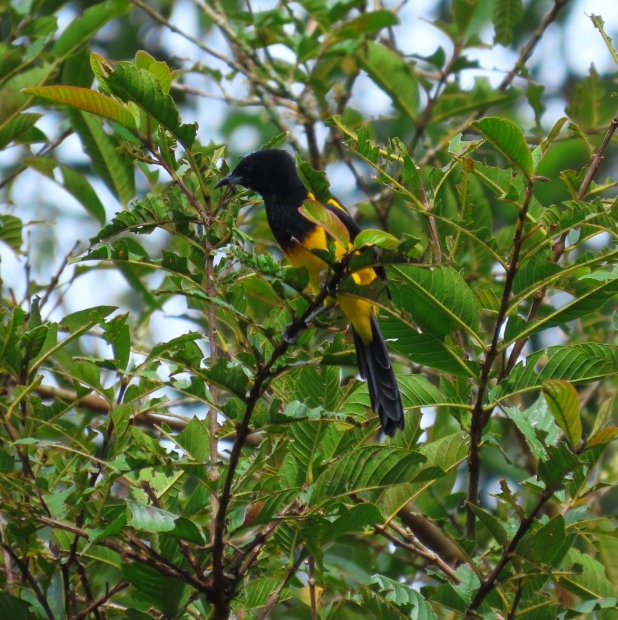 Black-cowled Oriole - ML643325126