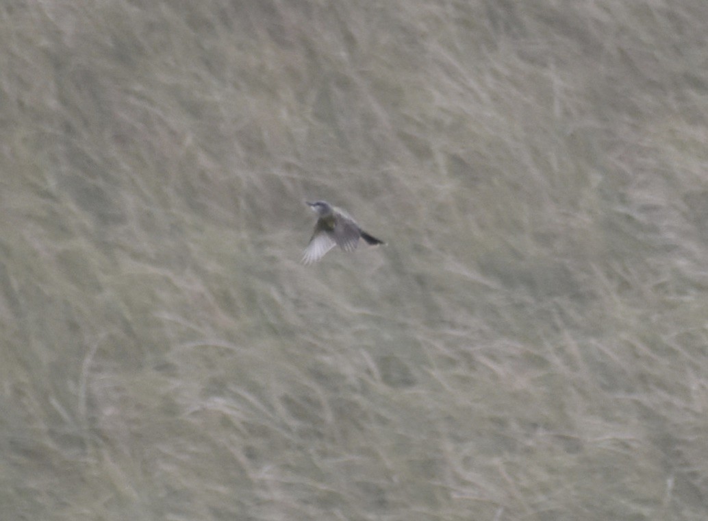 Tropical Kingbird - ML643325127