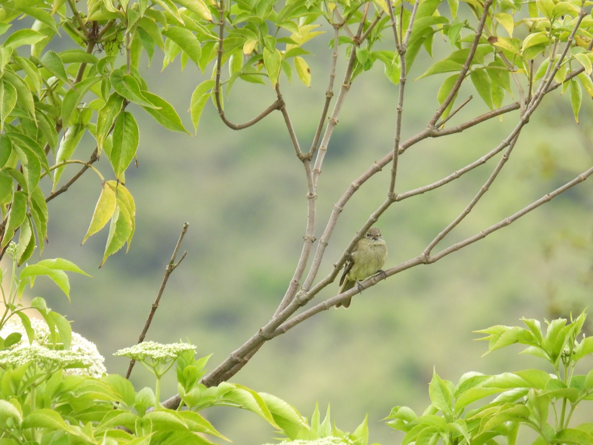 Mountain Elaenia - ML643325128