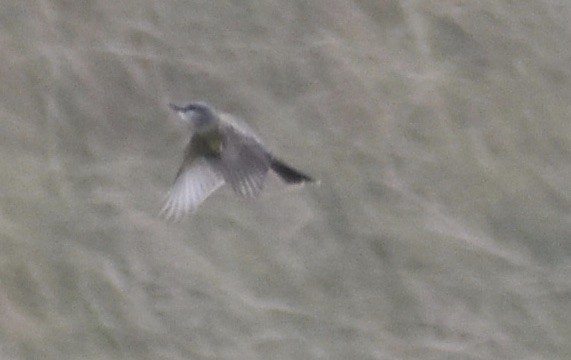 Tropical Kingbird - ML643325135