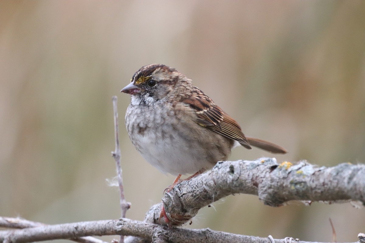 White-throated Sparrow - ML643325153