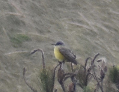 Tropical Kingbird - ML643325154
