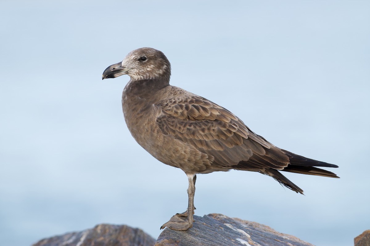Pacific Gull - ML643325160