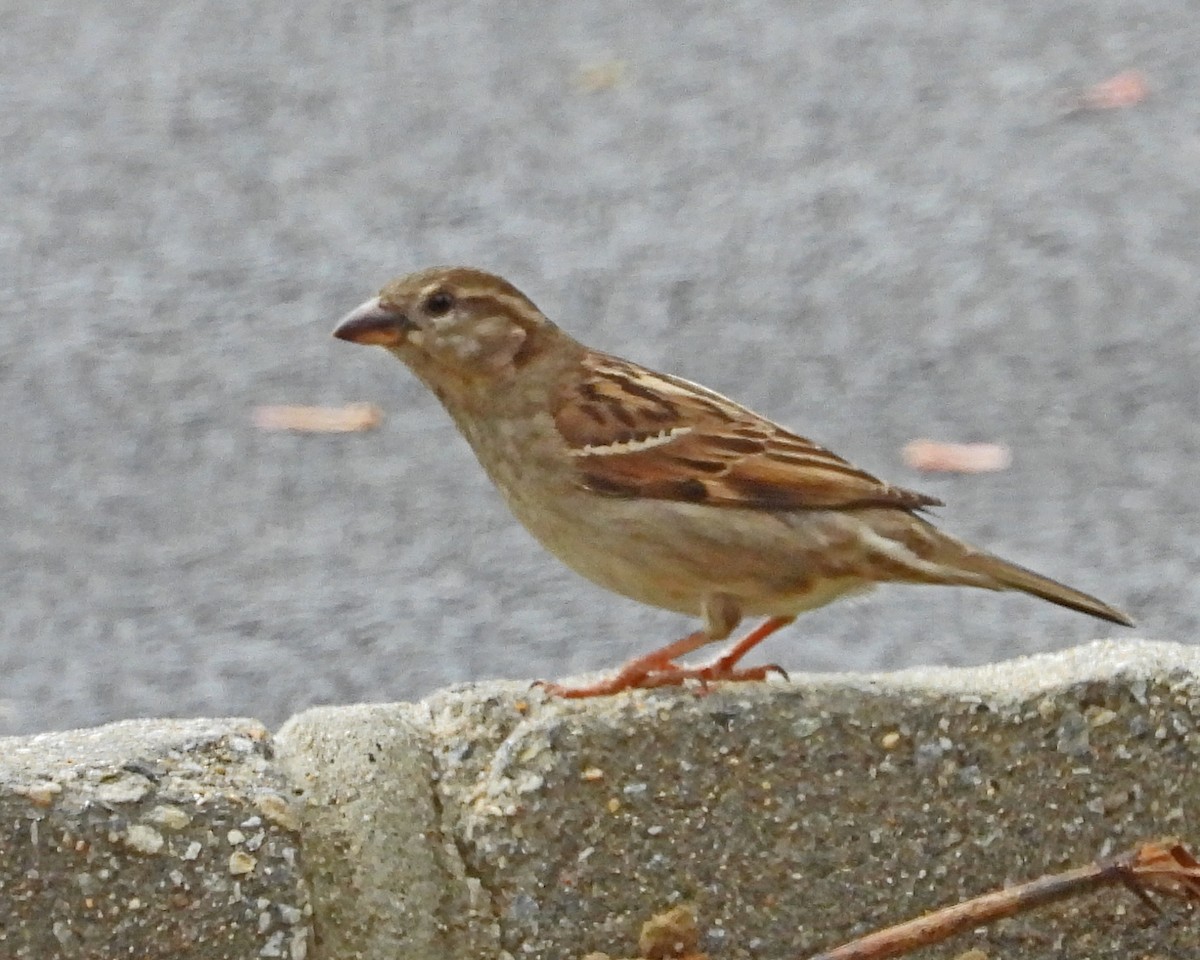 Moineau domestique - ML643325177