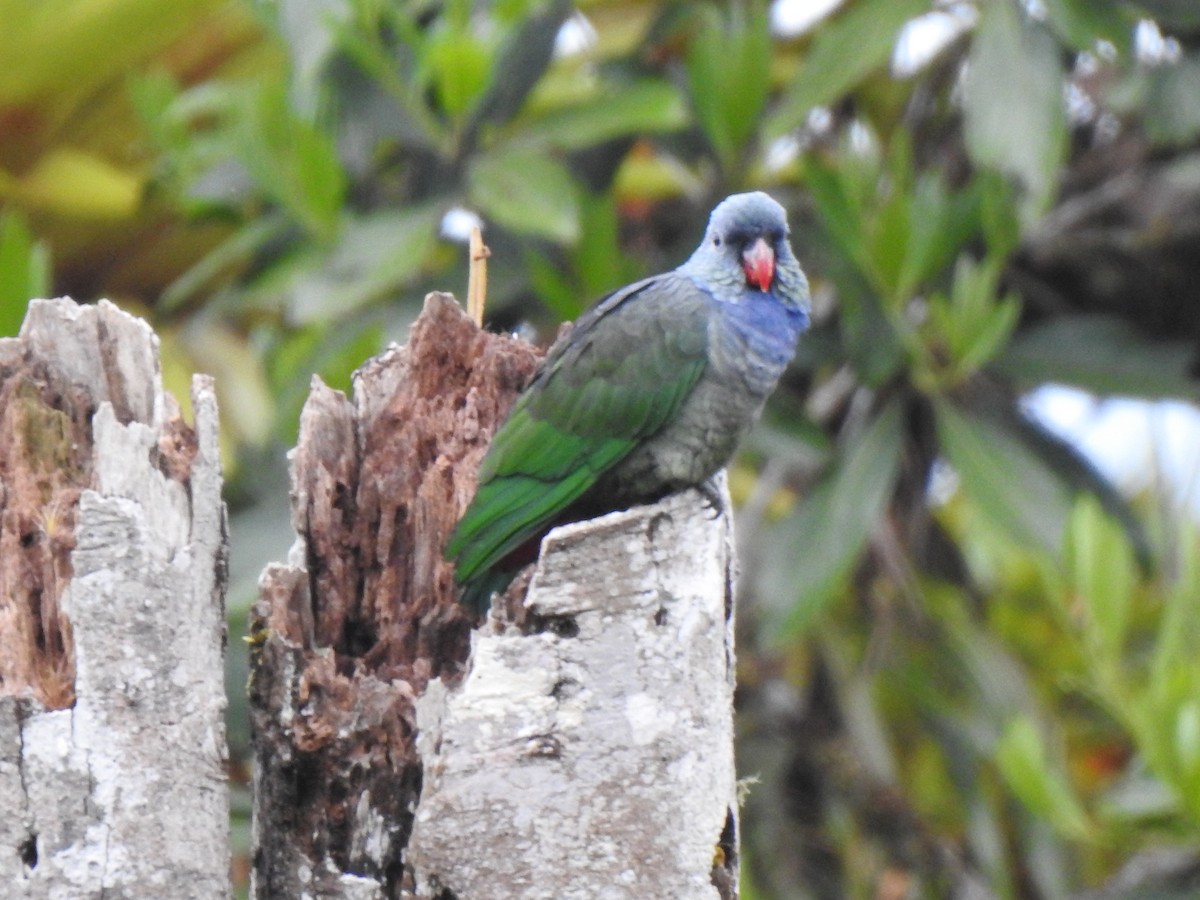 rødnebbpapegøye - ML643325182