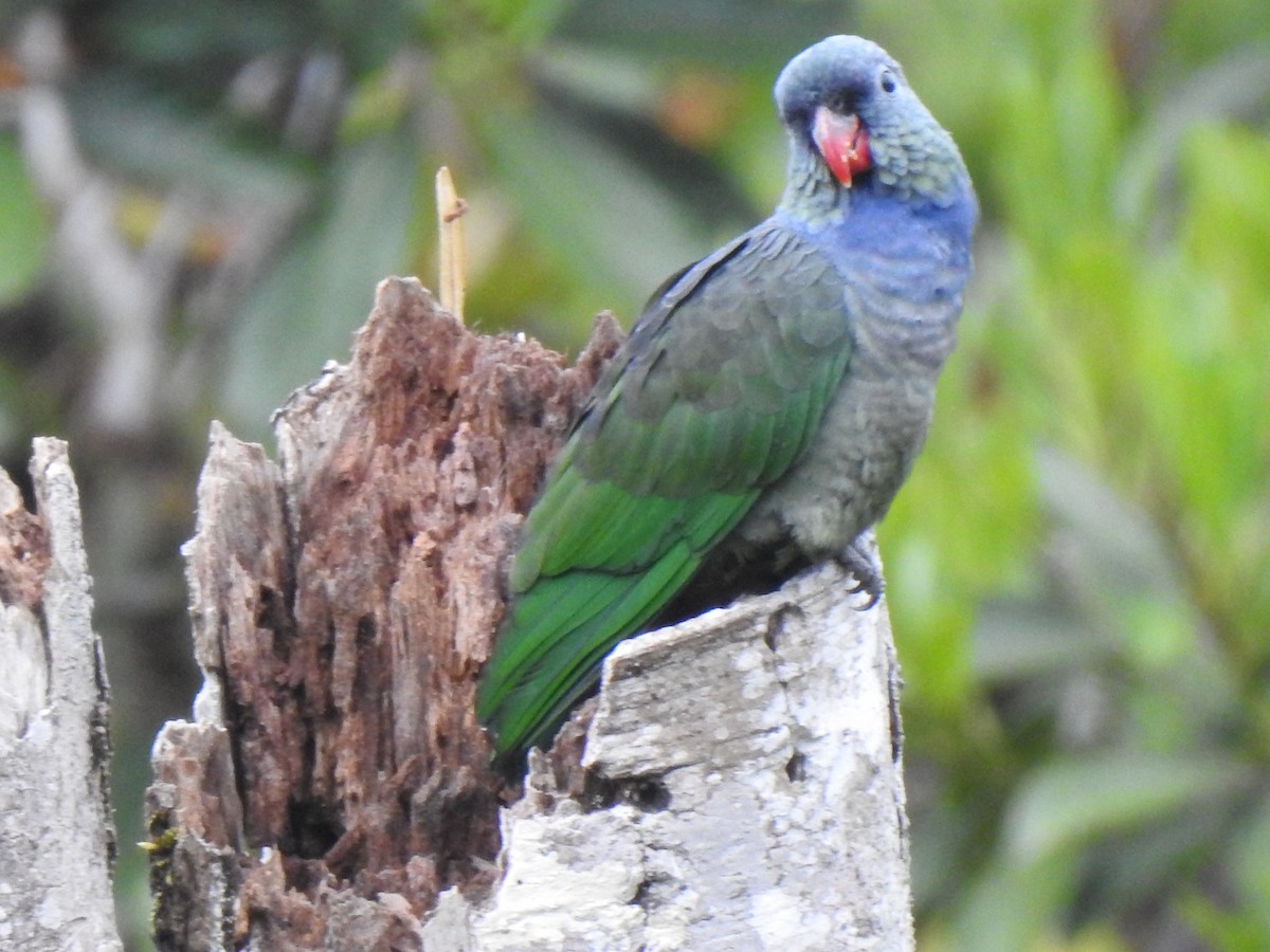 rødnebbpapegøye - ML643325183