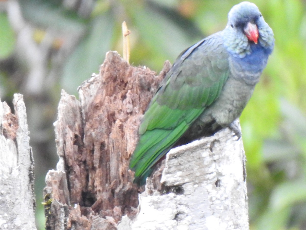 rødnebbpapegøye - ML643325185