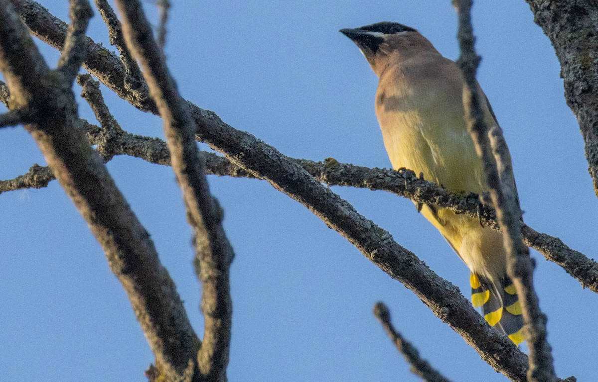 Cedar Waxwing - ML643325200