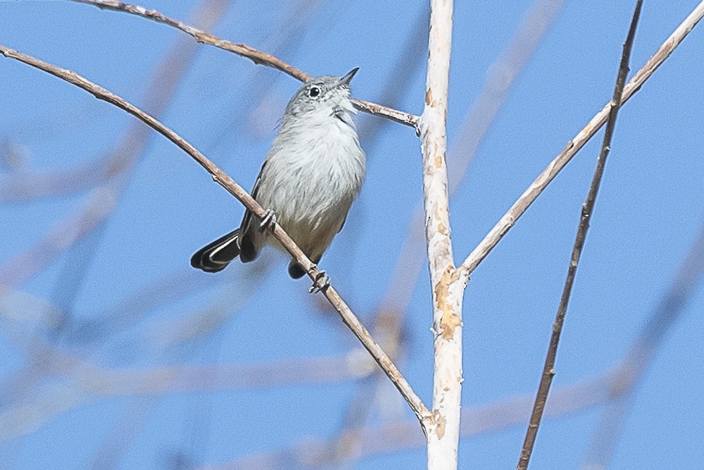 California Gnatcatcher - ML643325205