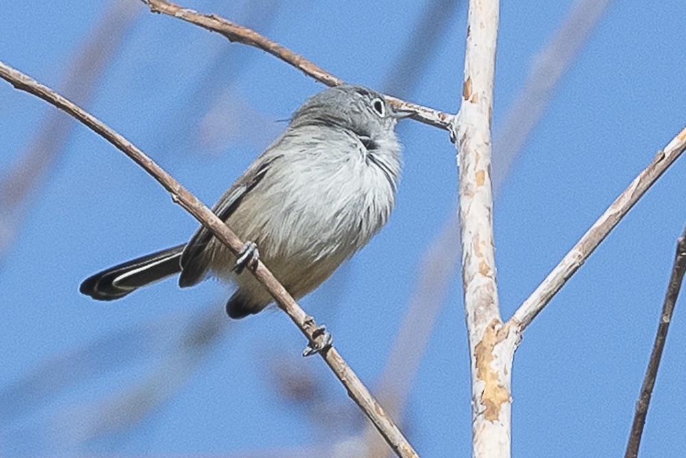 California Gnatcatcher - ML643325206