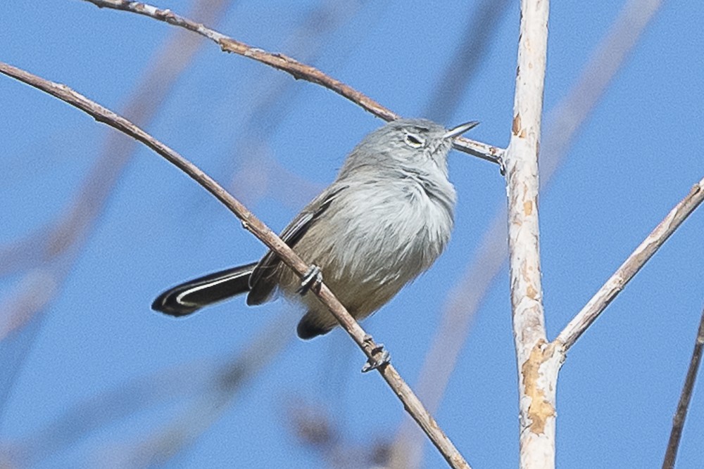 California Gnatcatcher - ML643325207
