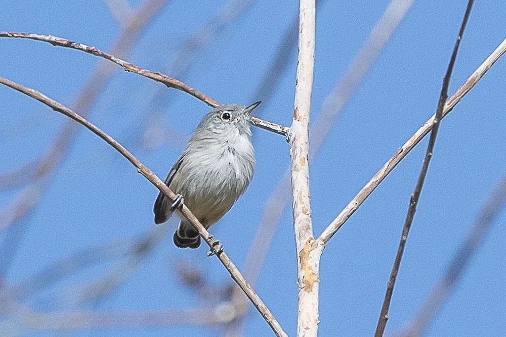 California Gnatcatcher - ML643325208
