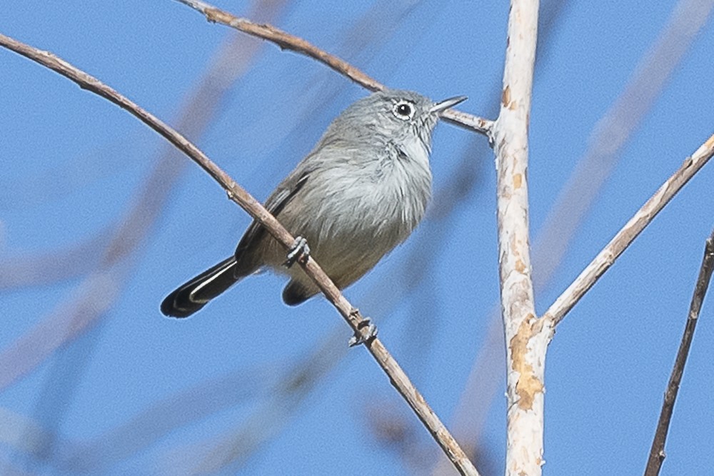 California Gnatcatcher - ML643325209