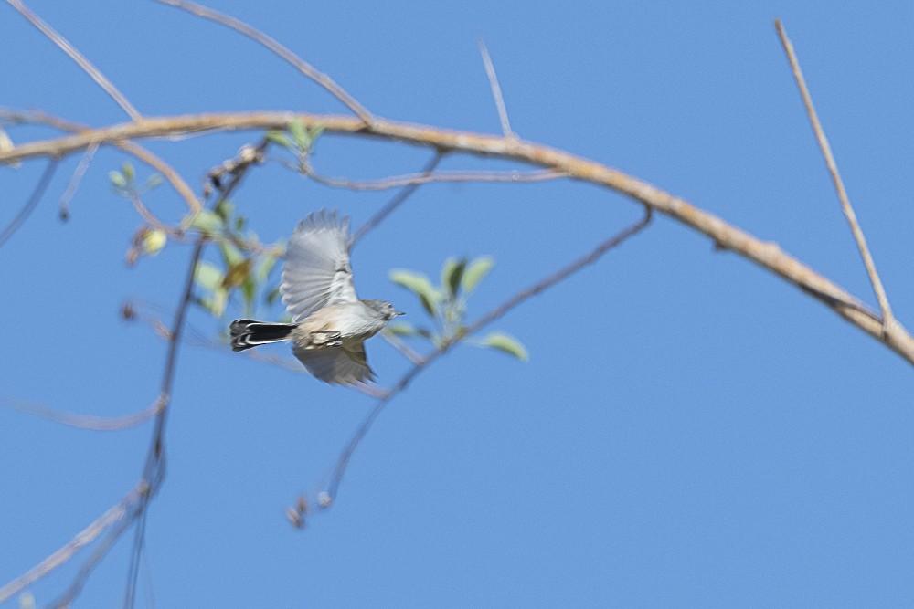 California Gnatcatcher - ML643325210