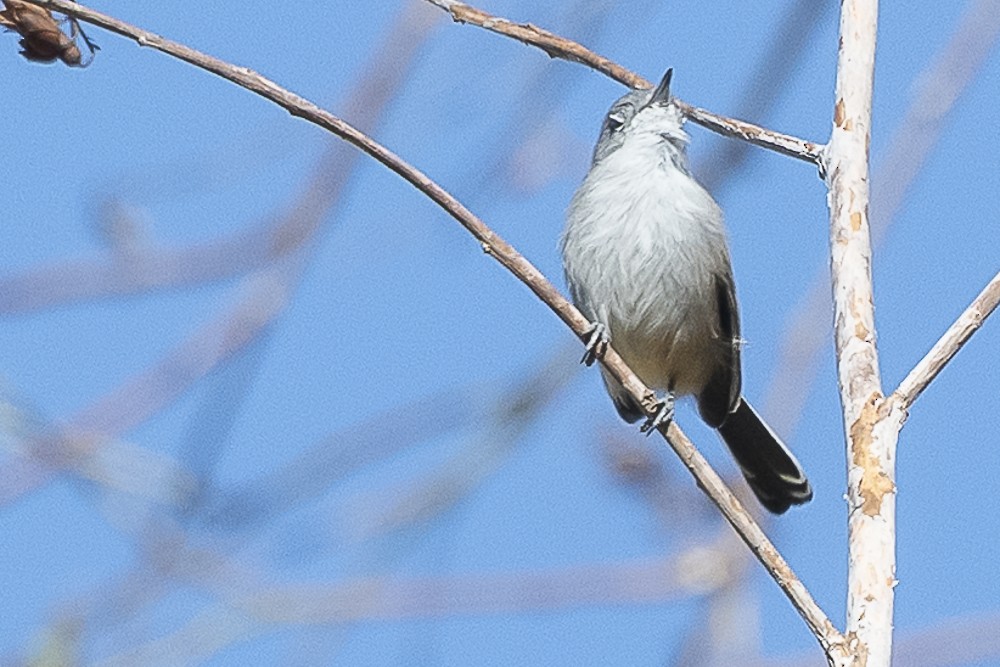 California Gnatcatcher - ML643325211