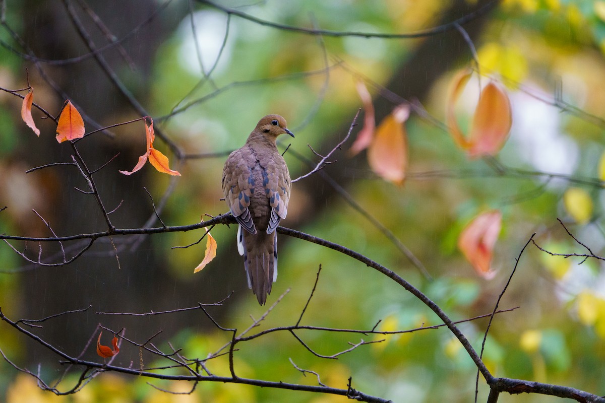 Mourning Dove - ML643325213