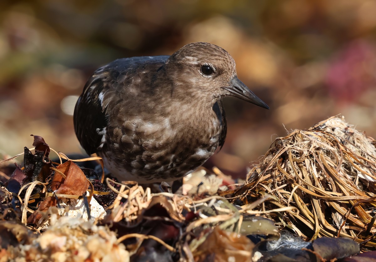 Black Turnstone - ML643325219