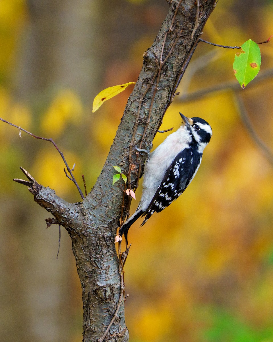 Downy Woodpecker - ML643325220