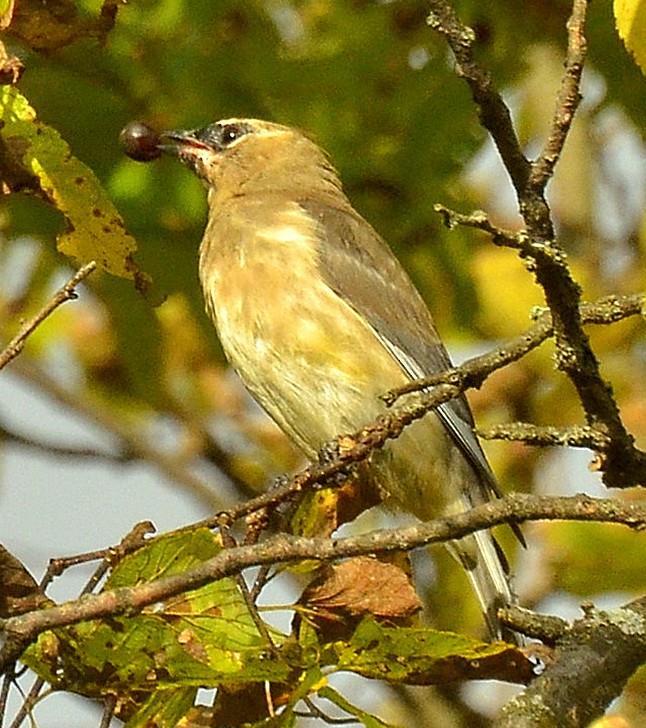 brkoslav americký - ML643325252