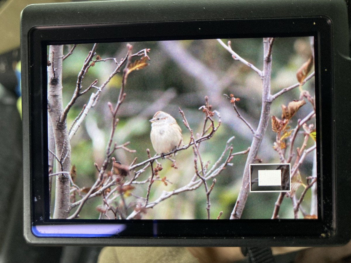 ムナフヒメドリ - ML643325258