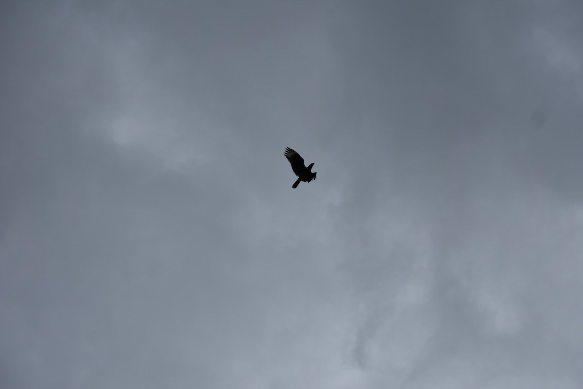 Crested Caracara - ML643325278