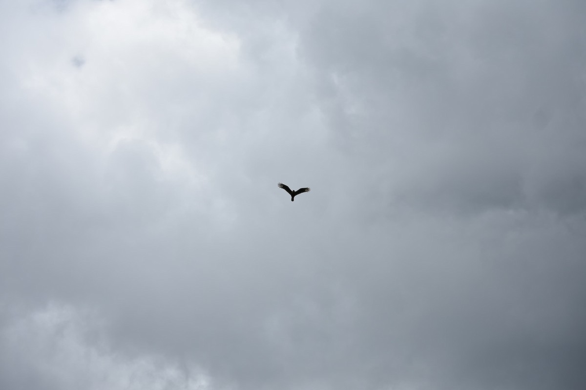 Crested Caracara - ML643325279