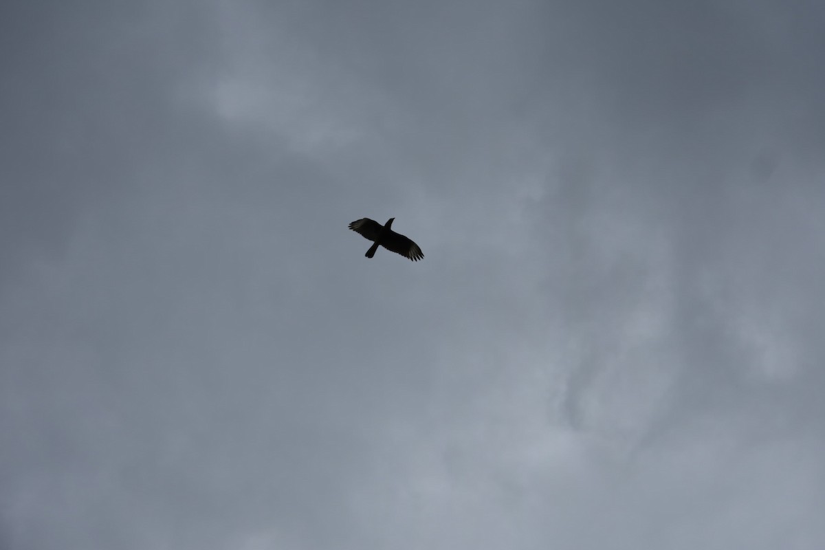 Crested Caracara - ML643325280