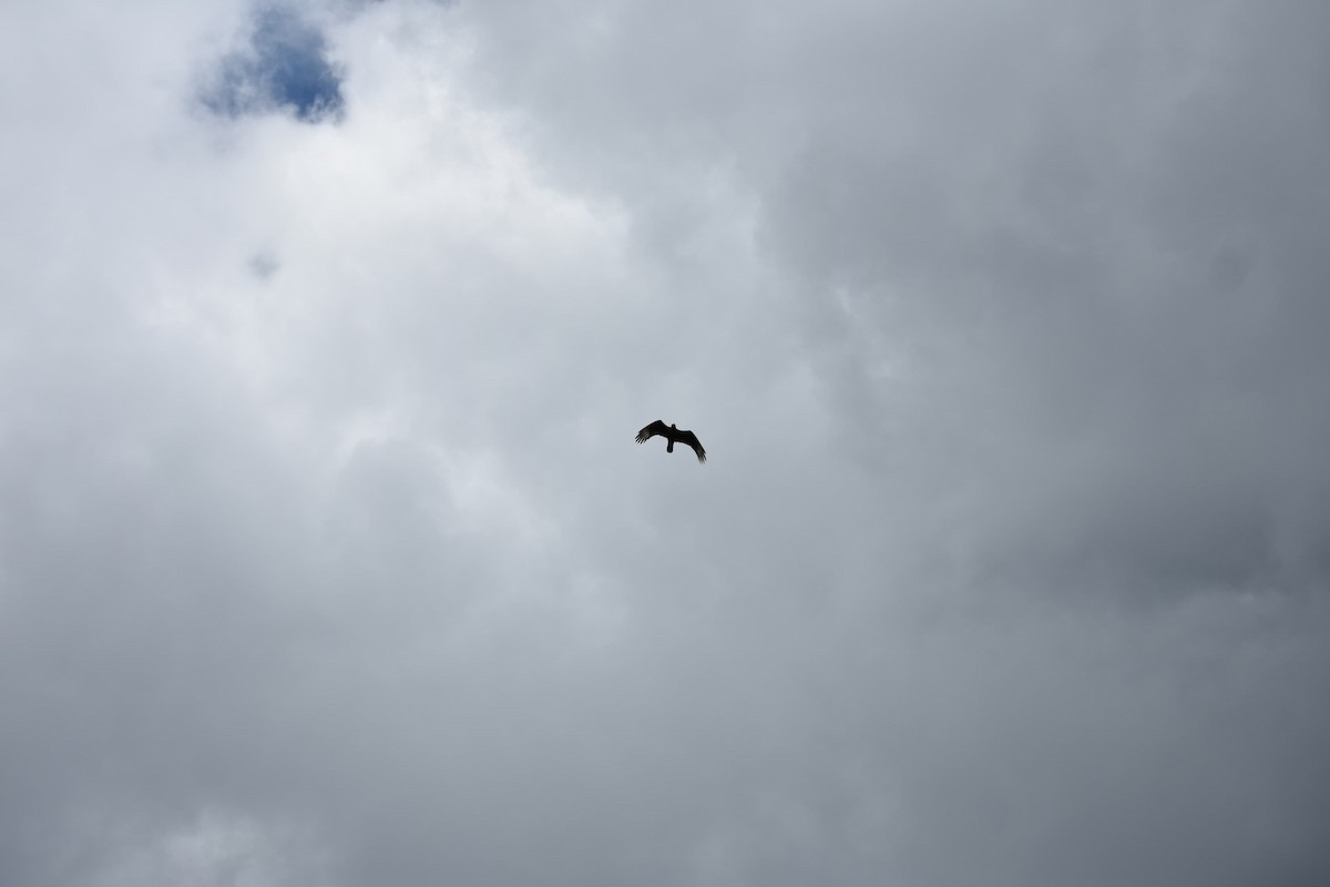 Crested Caracara - ML643325289
