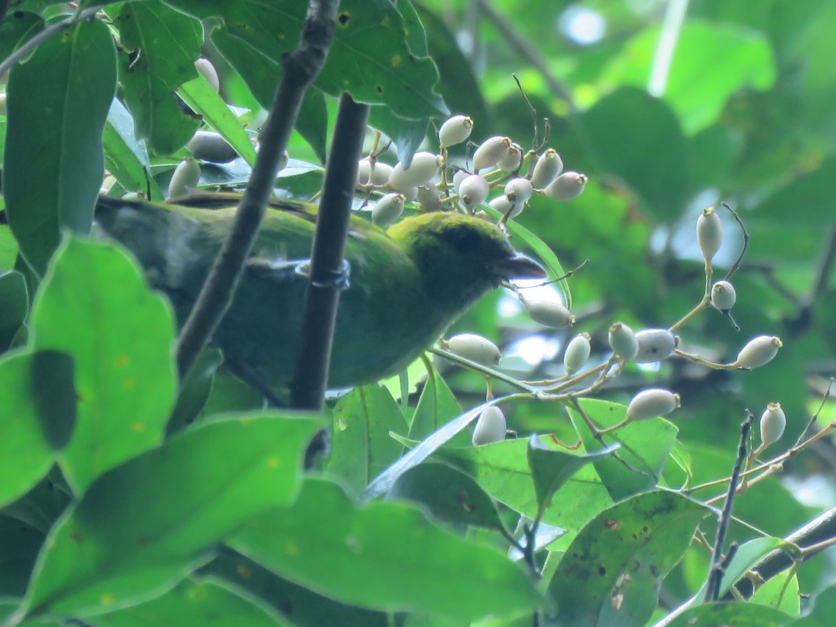 Rufous-winged Tanager - ML643325312
