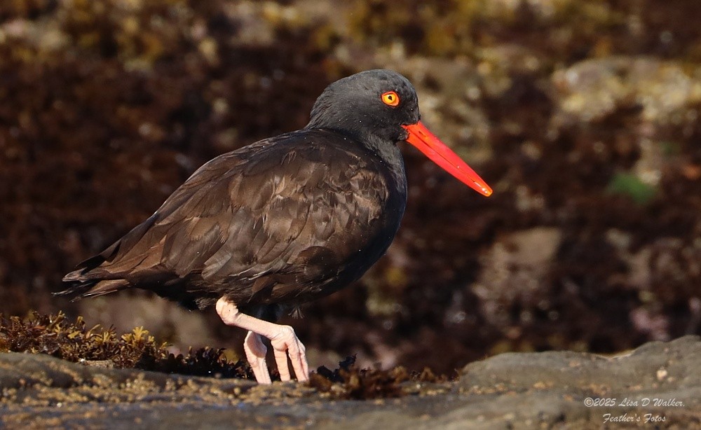 Black Oystercatcher - ML643325328