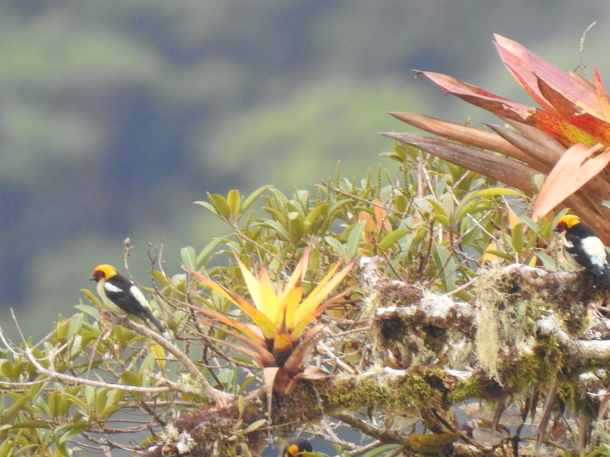 Flame-faced Tanager - ML643325336
