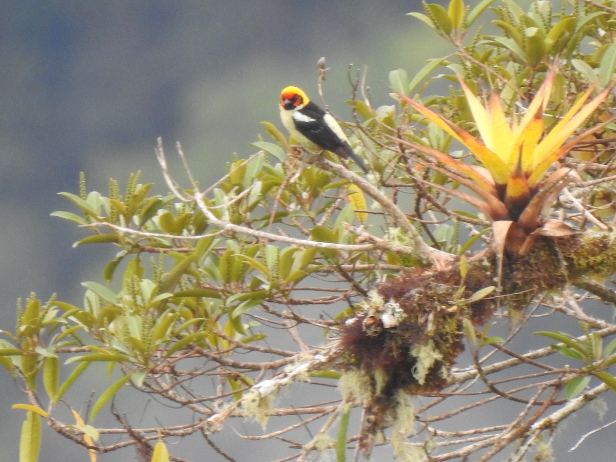 Flame-faced Tanager - ML643325338
