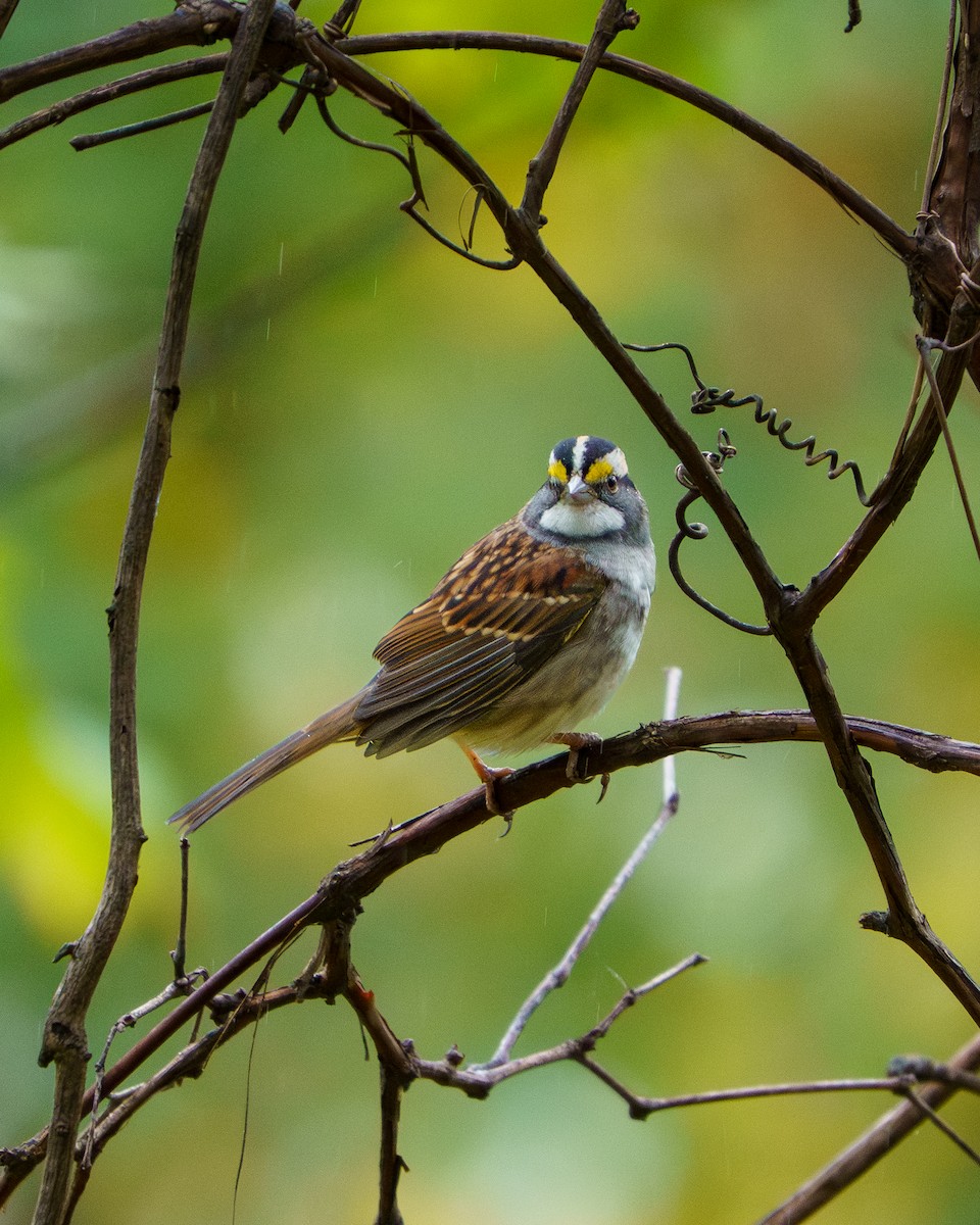 White-throated Sparrow - ML643325344