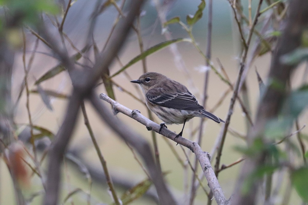 Yellow-rumped Warbler - ML643325346
