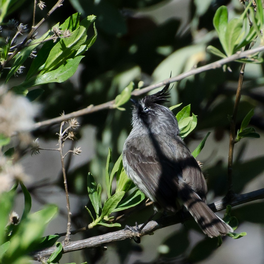 Taurillon mésange - ML643325354