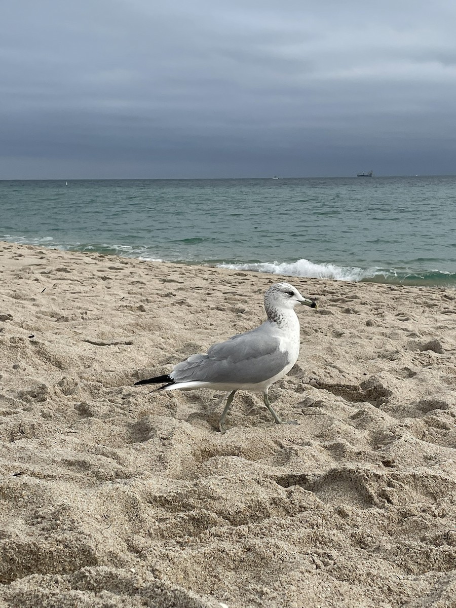 racek kroužkozobý - ML643325360